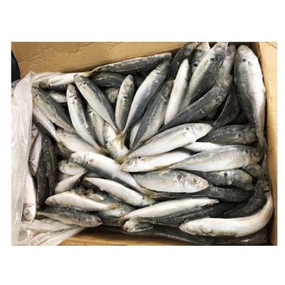 China JELLY Whole Band Round Scad Blue Frozen Round Scad JELLY For Bait for sale