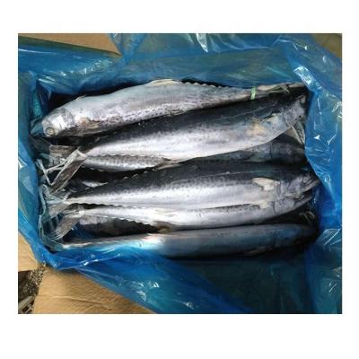 China Best quality FROZEN amberjack spanish mackerel for sale for sale