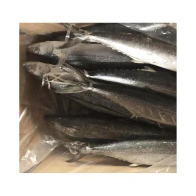 China IQF Spanish Mackerel IQF Low Fat Frozen Scomberomorus Niphonius King Fish for sale