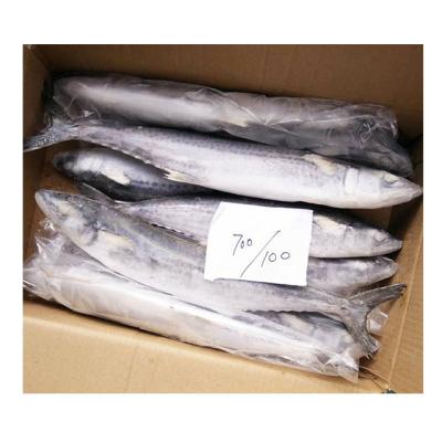 China FROZEN Whole Round Frozen King Fish / Spanish Mackerel Fish For Sale for sale