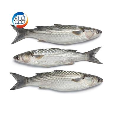 China Low-CARB Frozen Whole Round Gutted Gray Mullet for sale