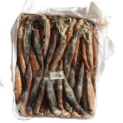 China Best Price Gluten Free Argentina Illex Frozen Squid Catching by Small Measure Seafood Export Squid for sale