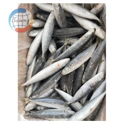 China Low-CARB grouper snappers feed opelu speedo fish frozen mackerel scad for groundbait for sale