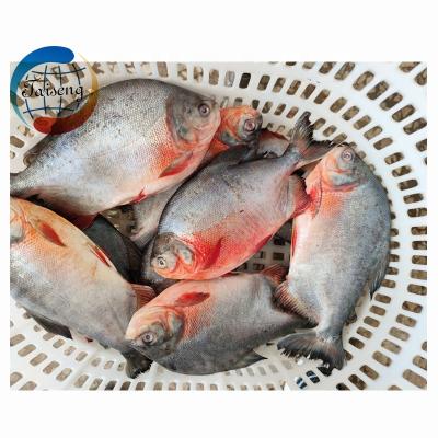 China New season good quality pomfret fish organic frozen red pompano for sale