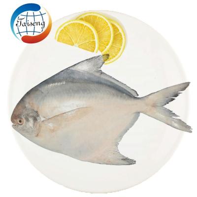 China Good Quality Organic Cheap Price Supplier Frozen White Damselfish Fujian Fish for sale