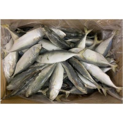 China Low Fat Frozen Mackerel Ice Fish 4-6pcs/kg Indian Mackerel for sale