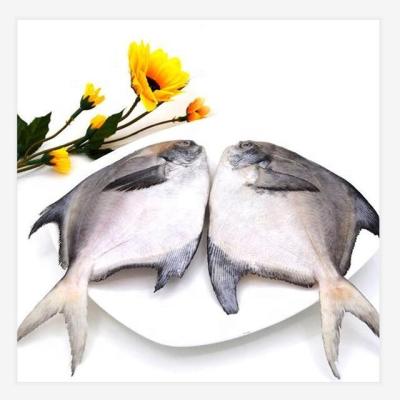 China Nutritious frozen white fish 300-500g China pomfret for sale