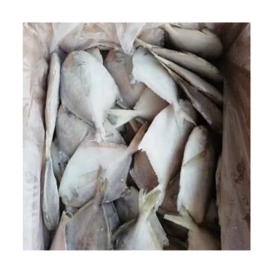 China Fresh FROZEN ribbon pomfret fish for sale