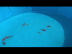 Outdoor Galvanized Steel Pipe PVC Fish Pond Breeding Circular Water Pool For Family Farms