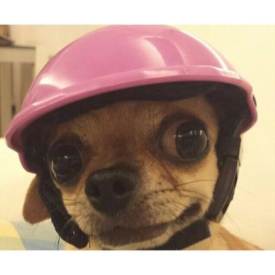 China 2019 Viable Motorcycle Pet Helmet Dog Hat Dog Safety Helmet Helmets For Dogs for sale