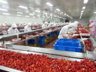 Verified China supplier - Qingdao DSF Foodstuff Co., Ltd.