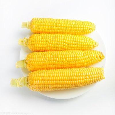 China Bulk Frozen Bulk Corn On The Cob From China IQF FROZEN Supplier for sale