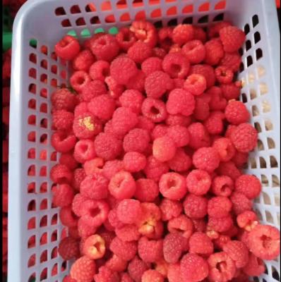 China FROZEN frozen vegetables and raspberry from fruits IQF for sale