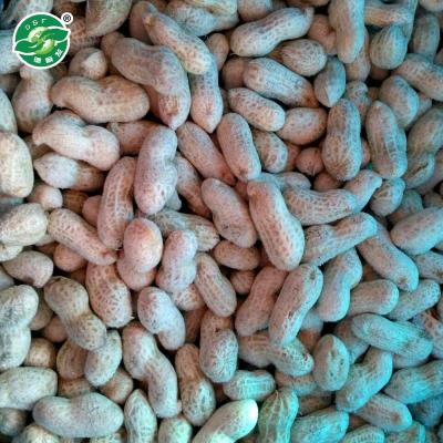 China Experienced typical taste frozen peanut FROZEN in shell price for sale