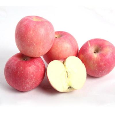 China Wholesale Fresh Yantai Fuji Red Fresh Apple For Sale for sale