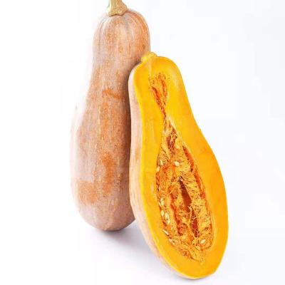 China Big Outlet FROZEN Pickled Vegetable Vegetable Chunk Korea IQF Pumpkin Chunk With Good Price for sale