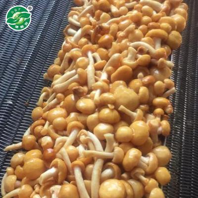 China FROZEN mushroom nameko iqf frozen muschroom for sale