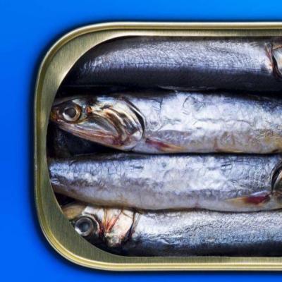 China Canned Healthy Brine Canned Sardines Porcelain 155g 155g.425g for sale