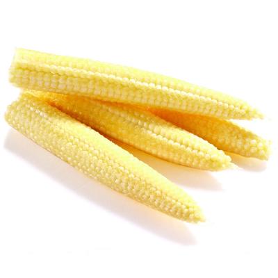 China High quality cheap fresh canned baby corn canned baby corn cup in glass jar for sale