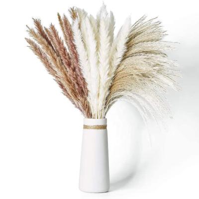 China Natural Touch Dry Pampas Grass 60 Pcs Natural Pampas Grass With 3 Colors Fluffy Oscillating Plant 17