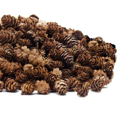 China Eco - Friendly Natural Pinecones For Christmas Ornaments Pulling Props Dried Flowers for sale