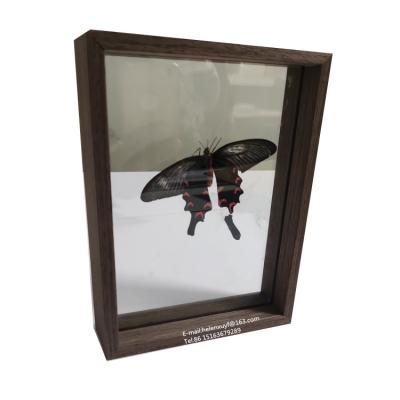 China Double Sided Wood Plant and Butterfly Specimen Photo View of Classic DIY Room Decoration Picture Frame for sale