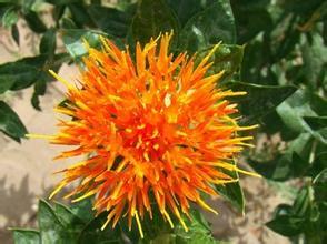 China Carthamus tinctorius L,safflower; Carthamus tinctorious; red flower; for sale