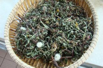 China Taraxacum mongolicum Hand.-Mazz.）,Dandelion leaf and flower for sale