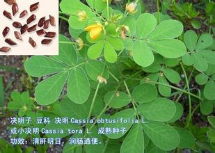 China SEMEN CASSIAE,CASSIA SEED for sale