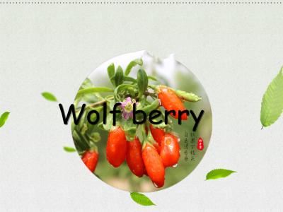 China Dried fruit :Goji berry(wolfberry) 280 grain,350grain and 550Grain for sale