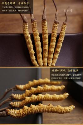 China Cordyceps sinensis，Chinese caterpillar fungus，winterworm summerherb for sale