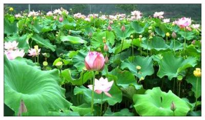 China Dried Lotus Leaf ;Nelumbo nucifera Gaertn for sale