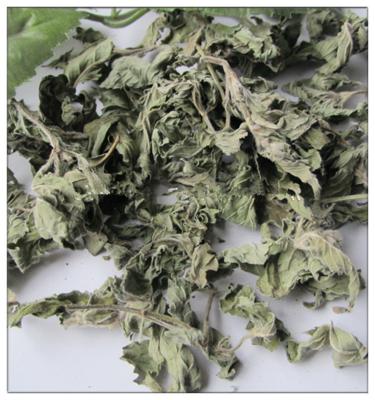 China Peppermint leaf for sale