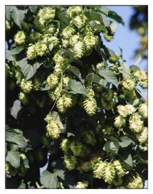 China Humulus lupulus L.European Hop Flower,Flos Humuli Lupuli for sale