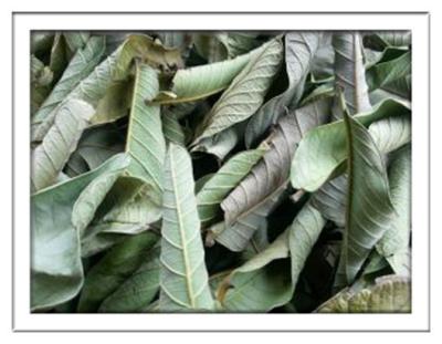 China Guava leaf,Leaf of Psidium guajava Linn. for sale