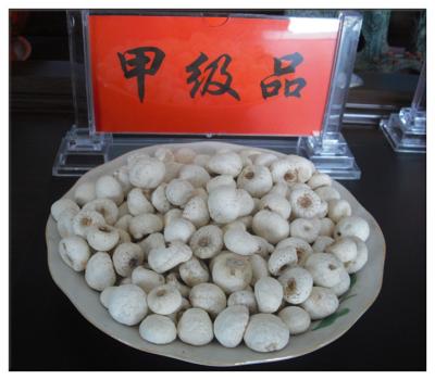 China Pinellia Tuber,Pinellia ternata ,Chinese name:Banxia for sale