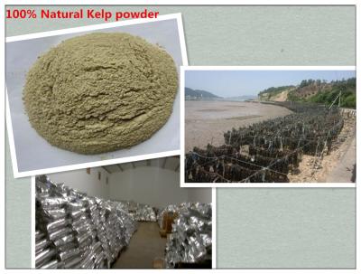 China Kelp Powder ;100% natural kelp powder; for sale