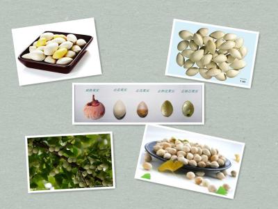 China Ginko Nuts,Ginkgo Nut in shell for sale