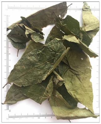 China Microcos paniculata Linn.microcos paniculata; microcos leaf; leaf of paniculate microcos; for sale