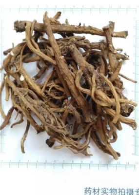 China Dandelion root powder, Taraxacum mongolicum root powder for sale