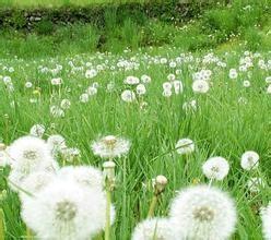 China Dandelion leaf and flower  powder, Taraxacum mongolicum leaf and flower powder for sale