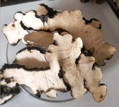 China whole & slice of Polyporus ,polyporus umbellatus for sale