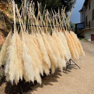 China Wholesale Home Decor Weddings Wholesale Home Decor Flower Pompas Flower Decorative Flowers Pampas Grass Natural Dry Fluffy Pampas Grass for sale