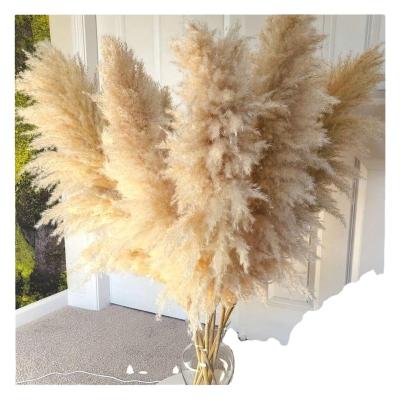 China Fashion/Natural Preserved Dry Pampas Grass Wholesale Bohemian Wedding Decor Large Hot Plume Decor Dry Pampas Grass Flower Real For for sale