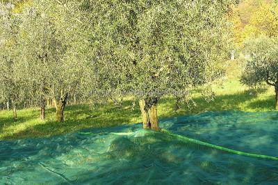 China Mono Yarn Olive Harvest Net, Olive Catching Net for sale