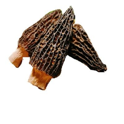 China Dry 9017 Yang Du Jun Dried Morel Mushrooms For Sale for sale