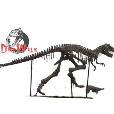 China Exhibits in the exterior & Dino0260 Indoor Life Size Dinosaur Skeleton Model For Sale for sale