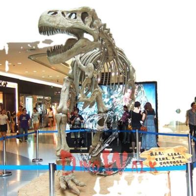 China Exhibits in the exterior & Indoor Realistic Dino0252 Dinosaur Skeleton Fossil Model Decoration for sale