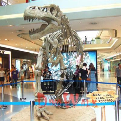 China Exhibits in the exterior & Indoor Product Dino0181 Skeleton Dinosaur Fossil Replica For Sale In Museum for sale