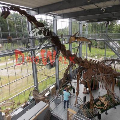 China Theme Park Dinosaur Amusement Life Size Fiberglass Skeleton for sale